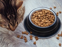 Trockenfutter für Katzen