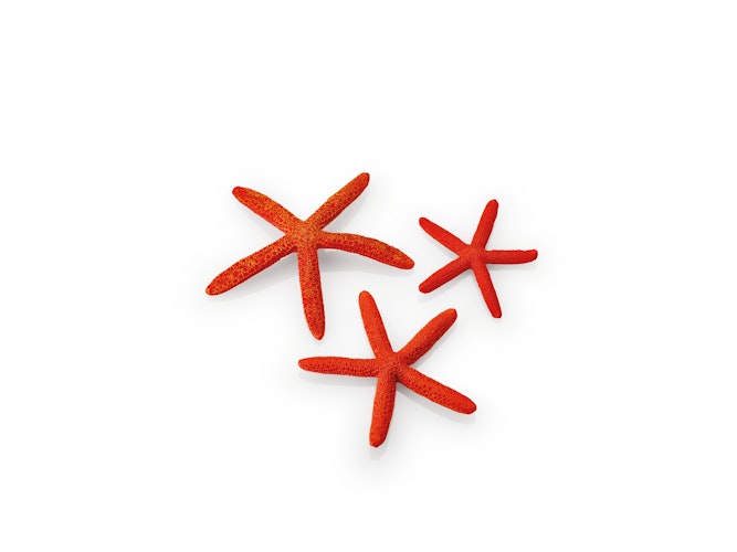 biOrb Seesterne Set 3 rot (48356)