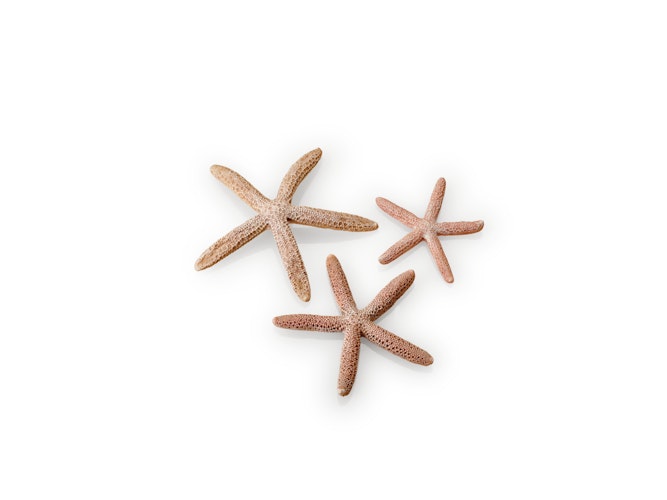 biOrb Seesterne Set 3 natural (48357)