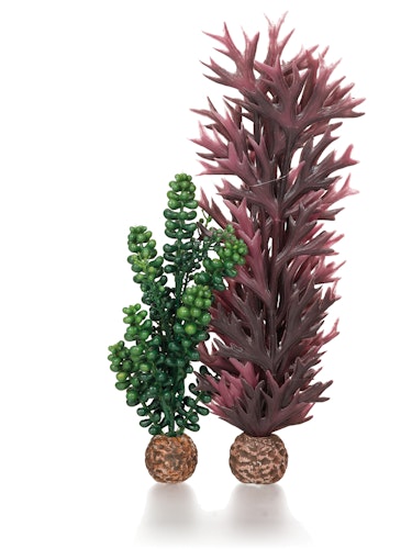 biOrb Seeperlen & Seetang olivgrün (55073)