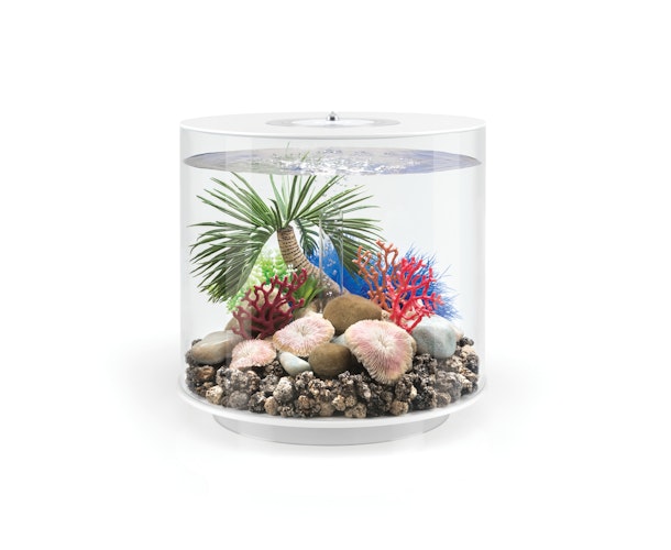biOrb Palme Seychellen S (72679)