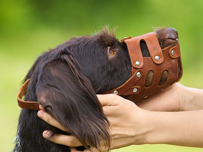 Ein Hund trägt einen Maulkorb, während sein Besitzer ihn zärtlich streichelt. Trotz des Maulkorbs strahlt der Hund Ruhe und Gelassenheit aus
