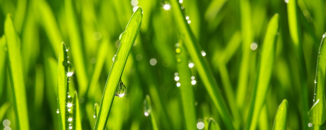 Grüner Rasen mit Regentropfen