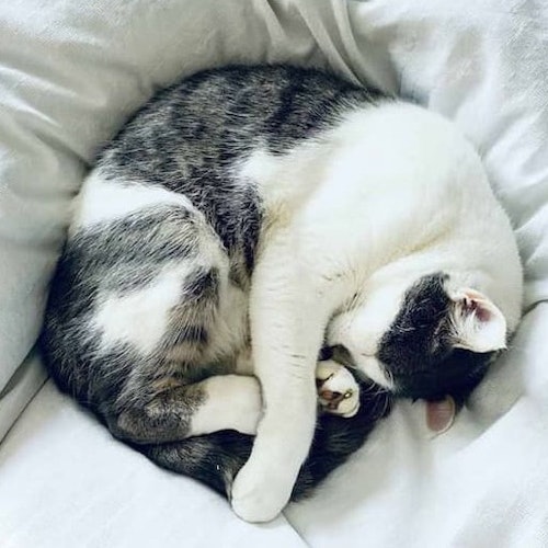 Der richtige Schlafplatz für Ihre Katze!