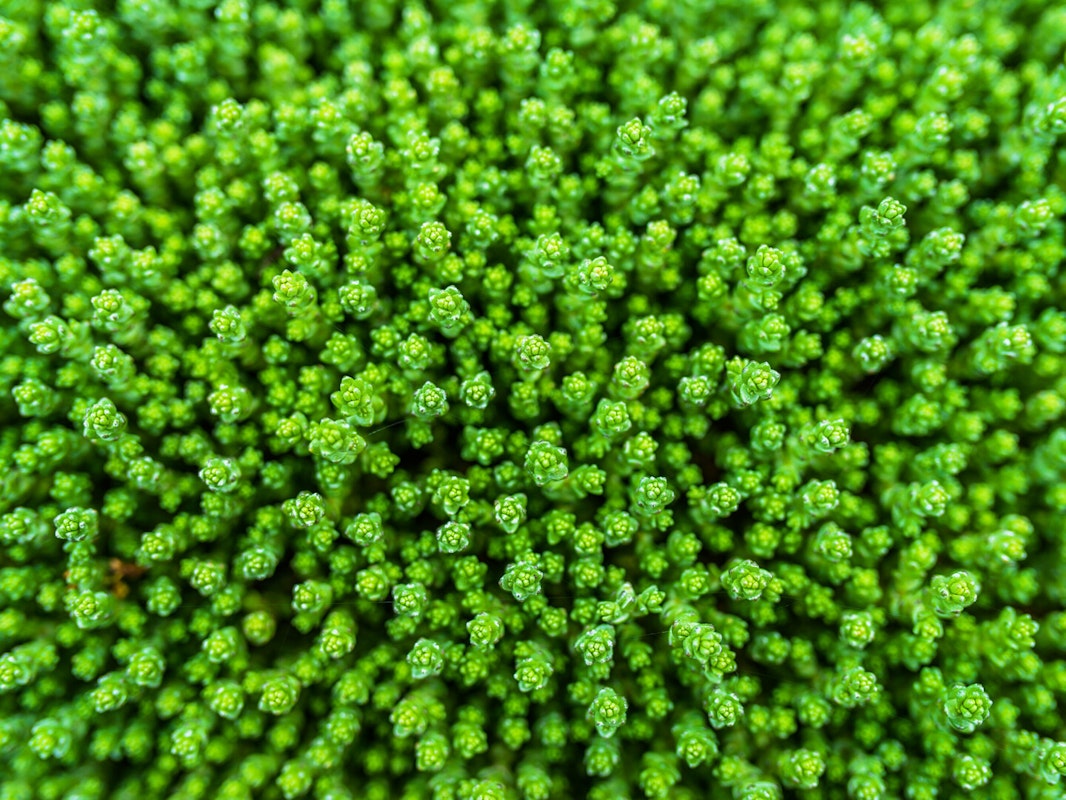 Resistente Pflanzenart: Sedum Resistente Pflanzenart: Sedum