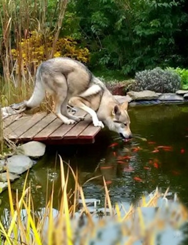 Unser Lieblingsplatz - Entspannung am Teich