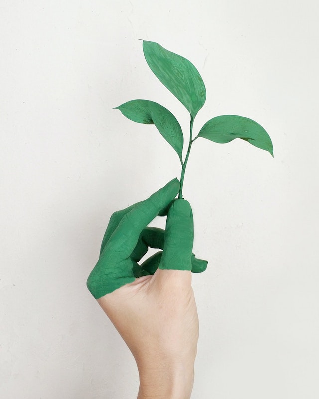 Hand mit grünem Zweig einer Pflanze