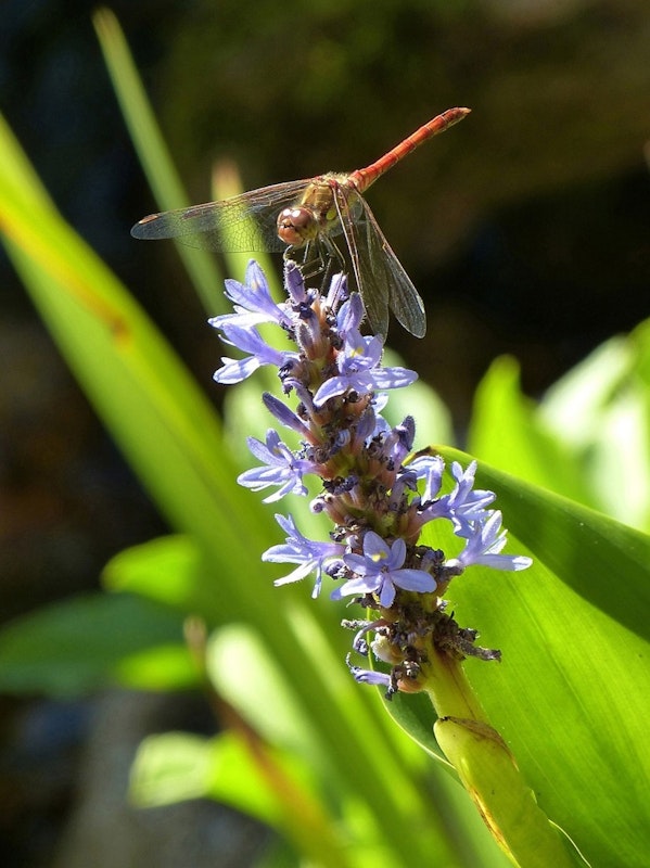 Libelle sitzt auf einer Blume mit blauen Blüten.