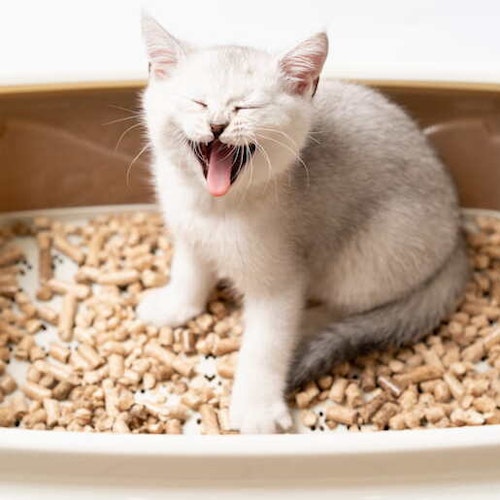 Katzentoilette – Tipps für das passende Katzenklo