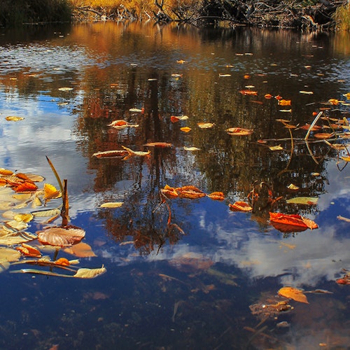 Der Teich im Herbst