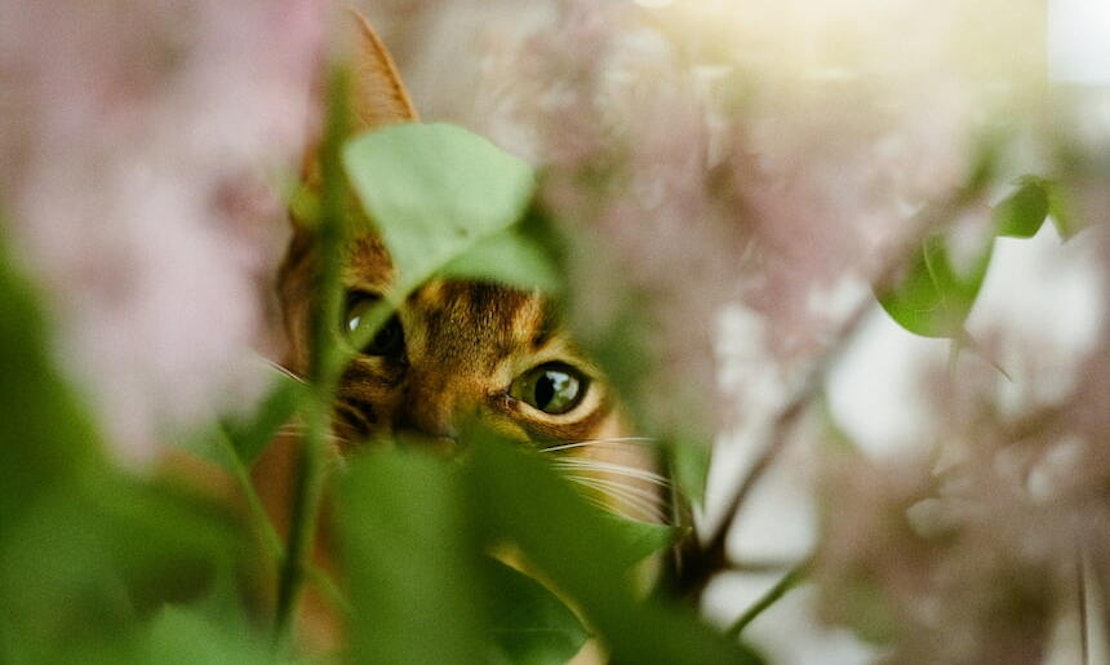 Katze hinter Zimmerpflanze