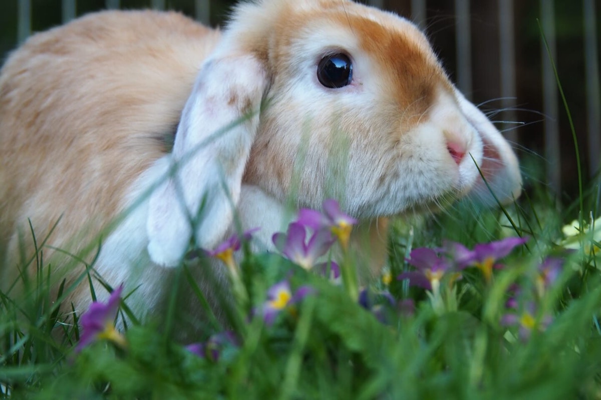 Osterhase in Sicht! Osterhase in Sicht!