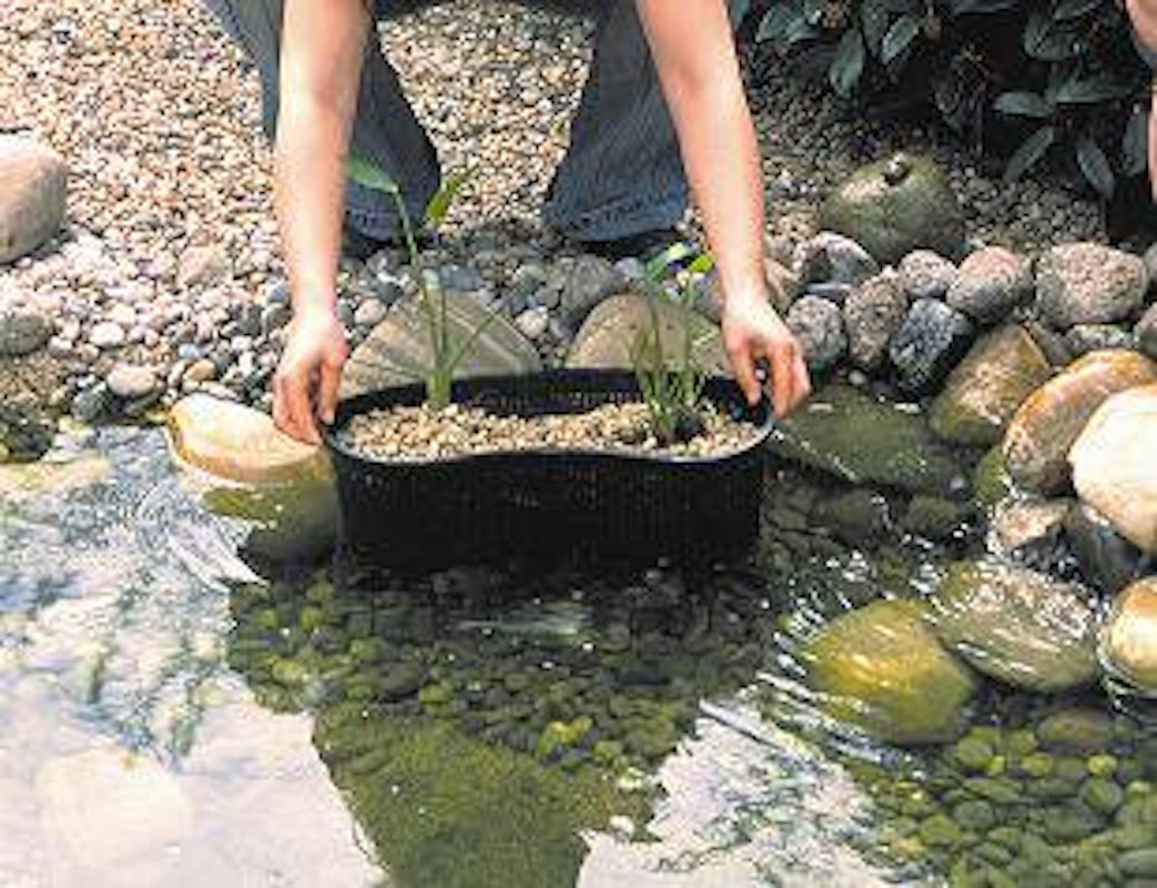 Teichbau Schritt 10: In den gefüllten Teich werden Wasserpflanzen in Pflanzkörben eingesetzt