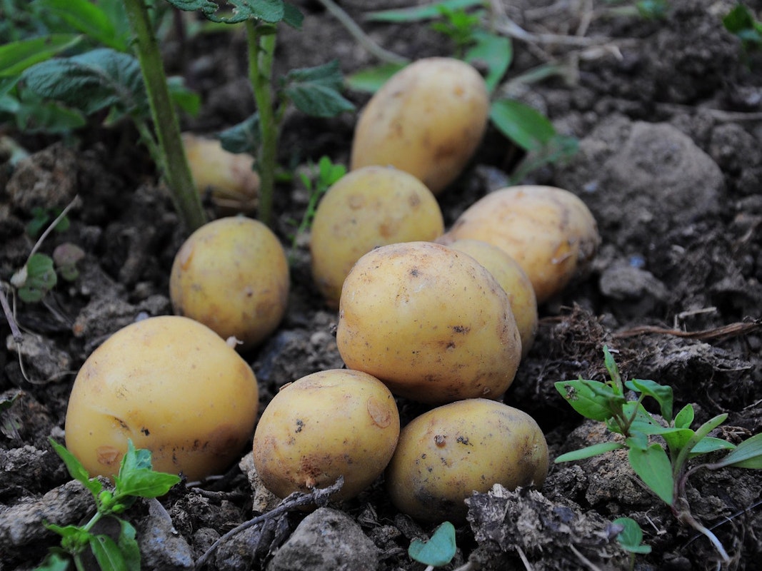 Kartoffeln auf Feld