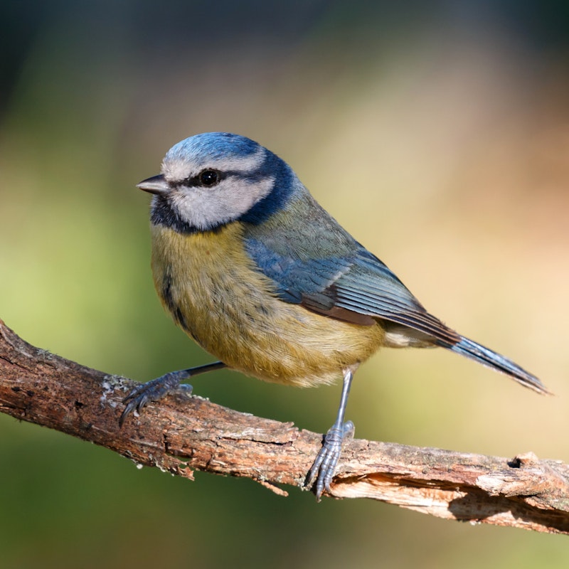 Kleine Vögel, wie Meisen sind häufig gesehene Gartenbesucher in der kalten Jahreszeit
