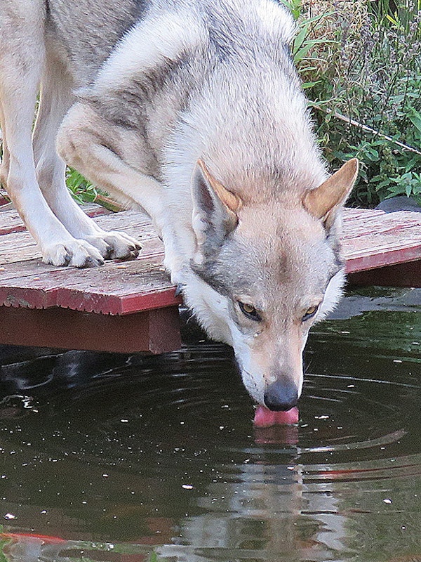 Husky trinkt am Teich