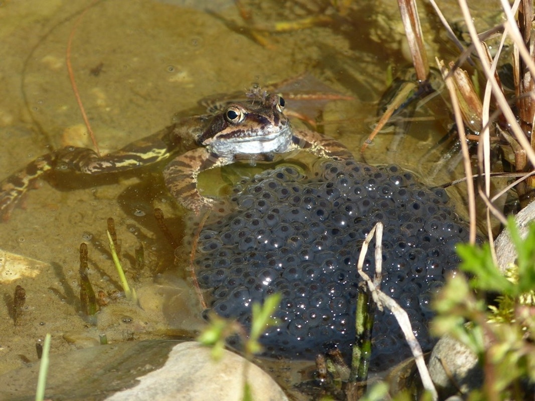 Frosch mit Froschlaich im Teich