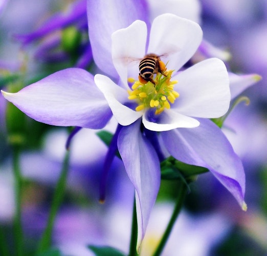 Summende Bienenparty in Ihrem Garten