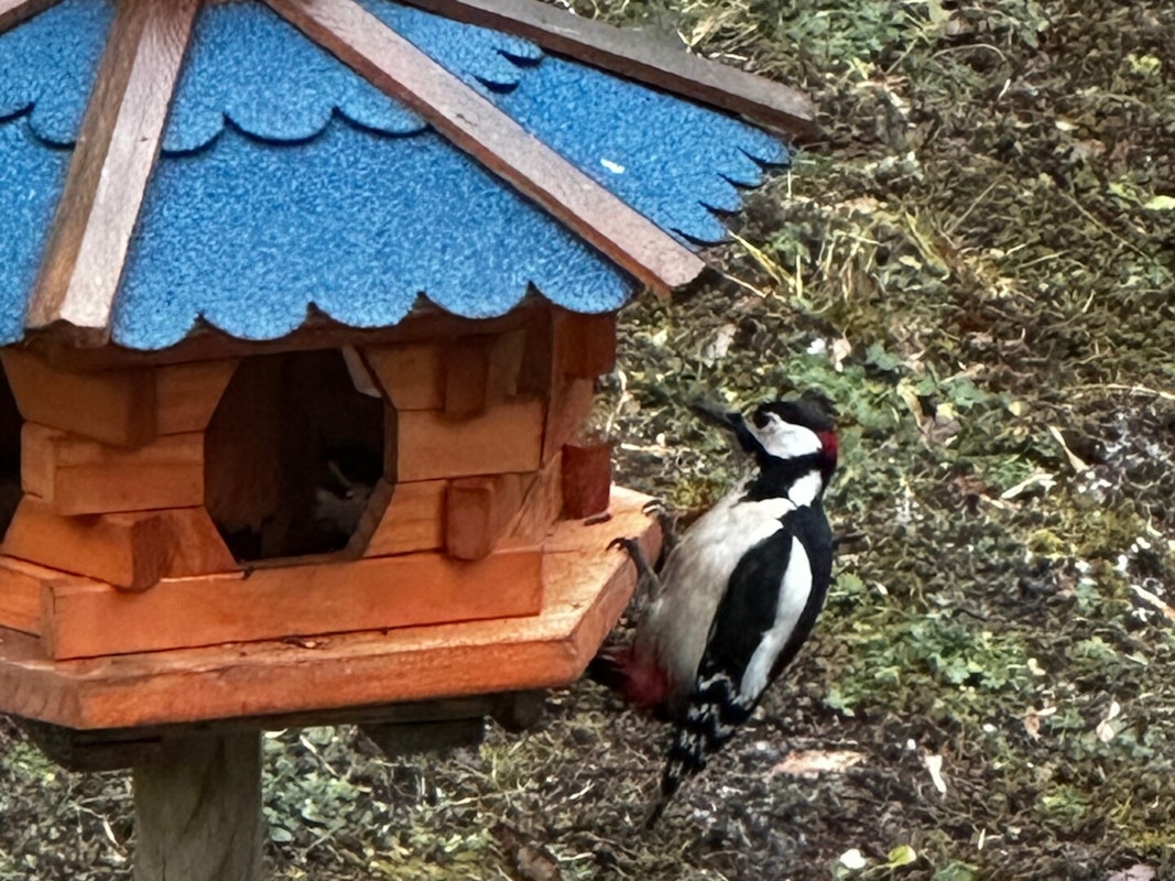 Buntspecht am Futterhaus Buntspecht am Futterhaus