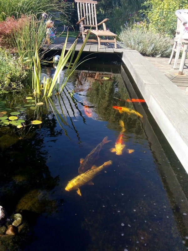 Fische im Garten