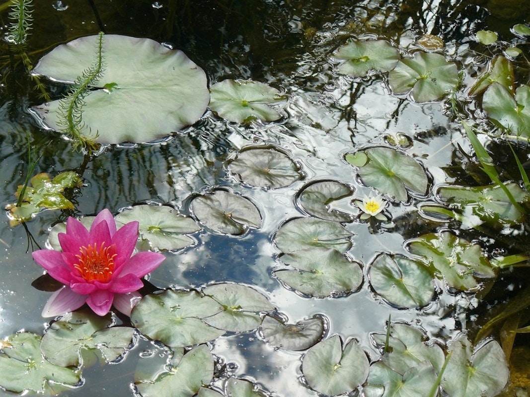 Seerosen im Teich mit rosa Blüte