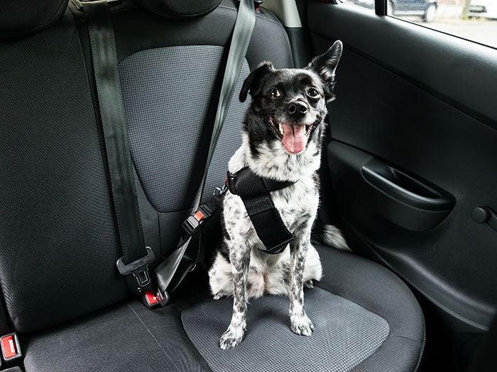 Ein Hund sitzt im hinteren Sitz eines Autos und ist sicher mit einem speziellen Sicherheitsgurt für Hunde angeschnallt. Der Blick des Hundes ist voller Vorfreude, während er sich auf die Fahrt vorbereitet.