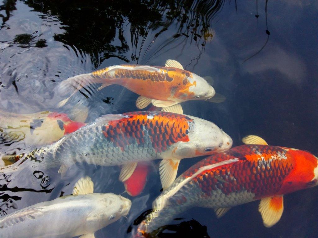 Online Koi