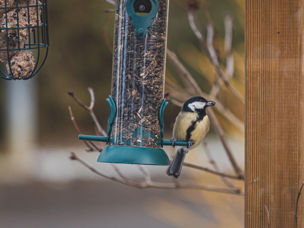 Vogelhaus mit Meise Futterstation: Futterspender mit Meise