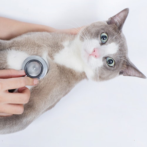 Tierarzt Katzen: Tipps und Tricks für einen entspannten Besuch