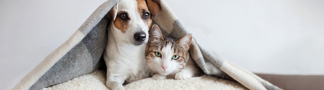Katze und Hund liegen auf einer Decke