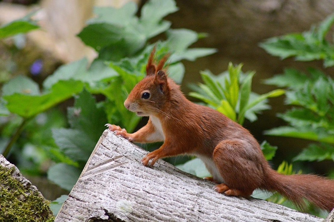 Niedliches Eichhörnchen auf Baumstumpf
