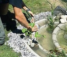 Der Rand der Teichschale wird mit Wasserpflanzen bepflanzt