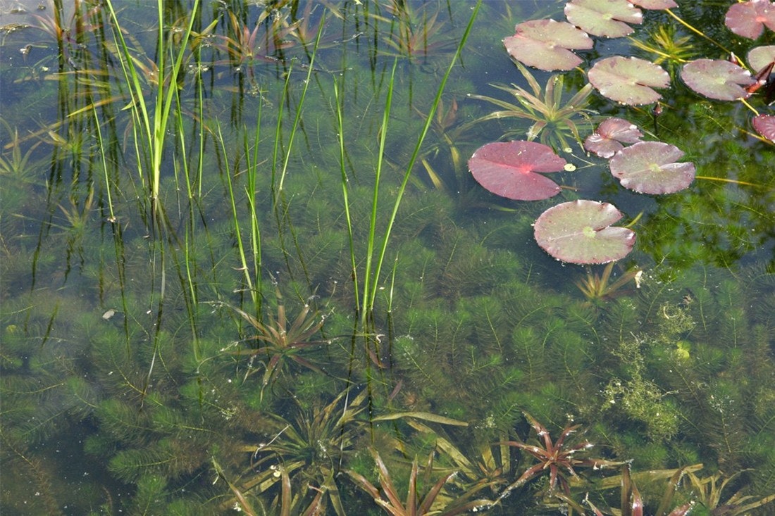 Unterwasserpflanzen wie Hornkraut sorgen für klares Wasser