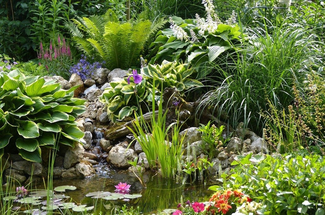 Gartenteich mit Bachlauf umgeben von sattgrünen, dichtwachsenden Gartenpflanzen.  