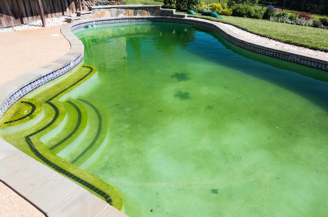 Pool mit grün verfärbtem Wasser