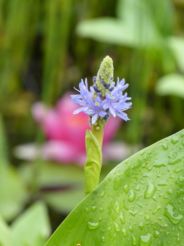 Blume mit blauen Blüten am Teich mit nassem Blatt