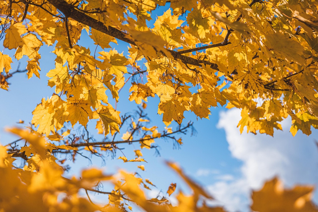 Der Ast eines Ahornbaumes mit gelbem Herbstlaub vor blauem Himmel