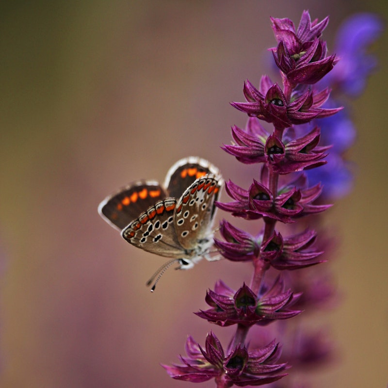 Blühender Salbei mit Schmetterling