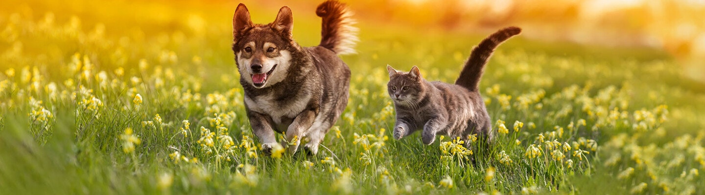 Zoologo Header