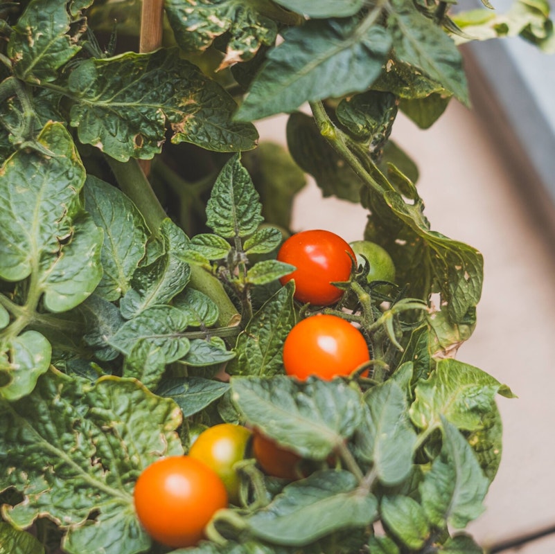Naschtomaten eignen sich super auch für den Balko Naschtomaten eignen sich super auch für den Balkon