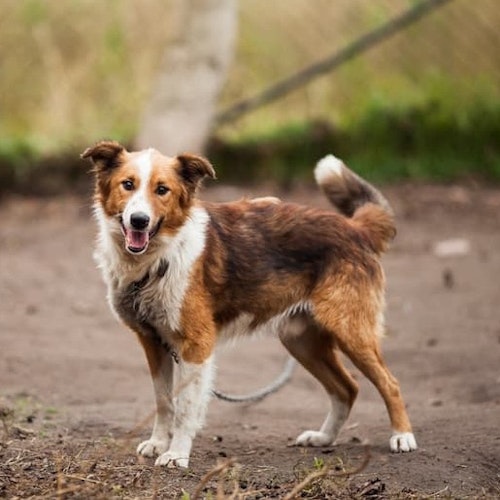 Mischlingshund aus dem Tierschutz: Vom­ Straßenhund zum Familienmitglied