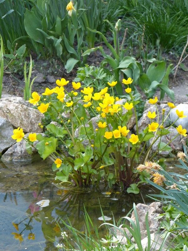 Gelbe Blumen am Teichrand