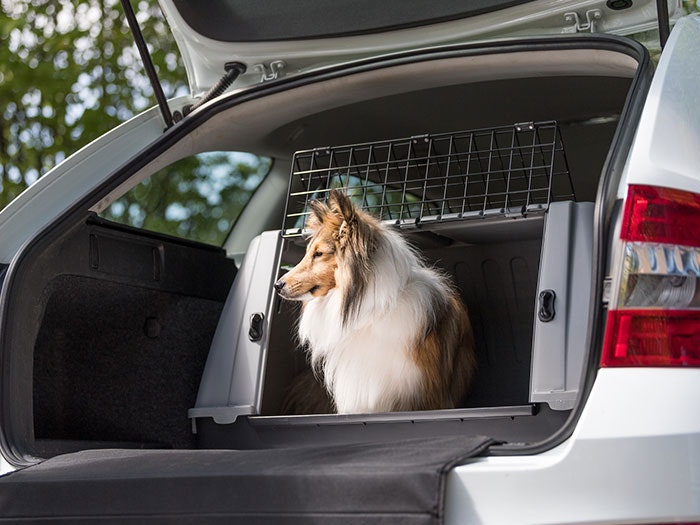 Ein Hund ruht friedlich in einer Transportbox im Kofferraum.