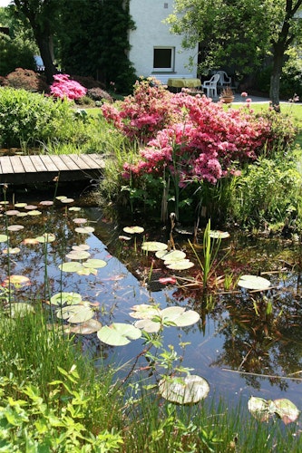 Tipps: einen naturnah gestalteten Teich sauber halten