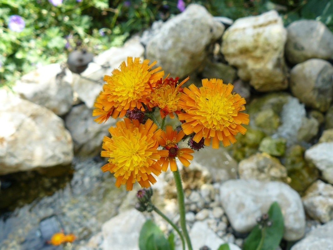 Teichpflanze mit fünf orange-gelben Blüten