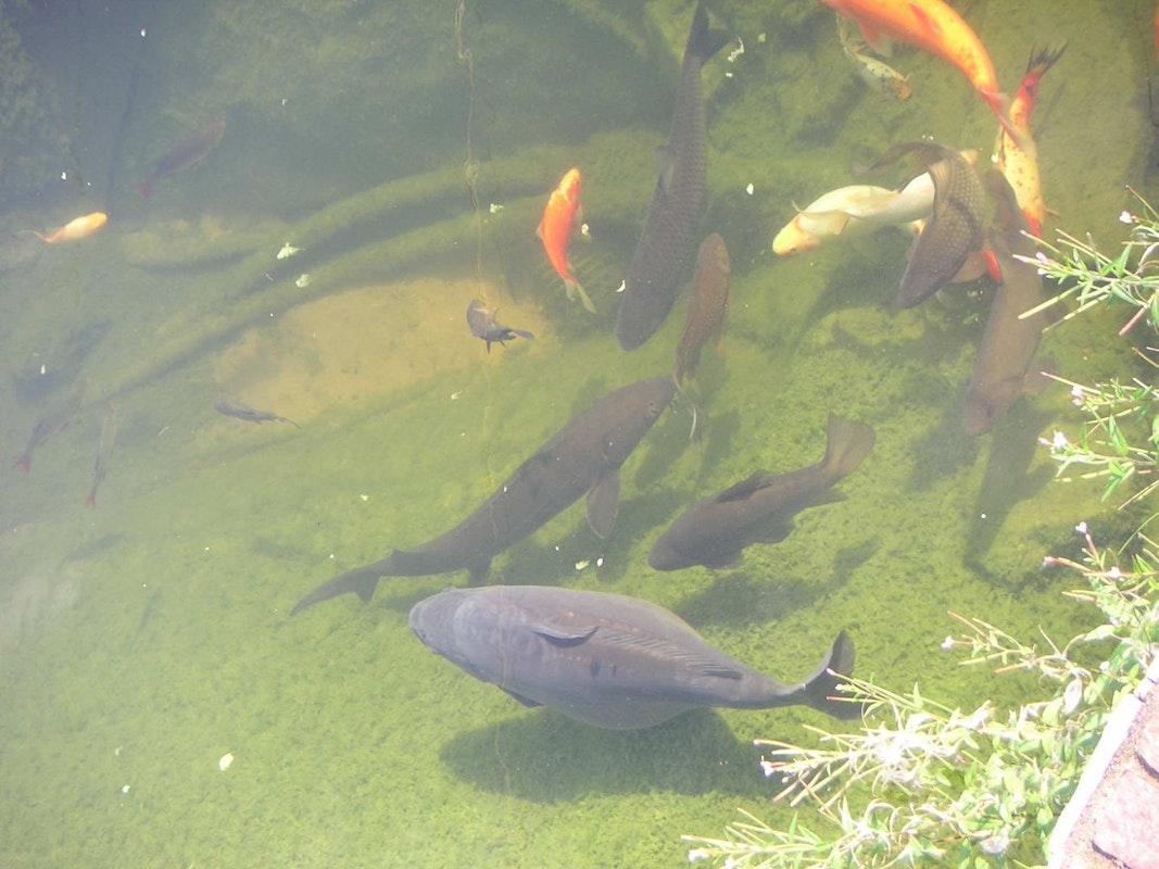 Fische im Teich