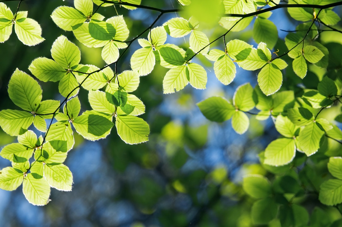 Buchenast mit grünen Blättern, die von der Sonne erhellt werden.