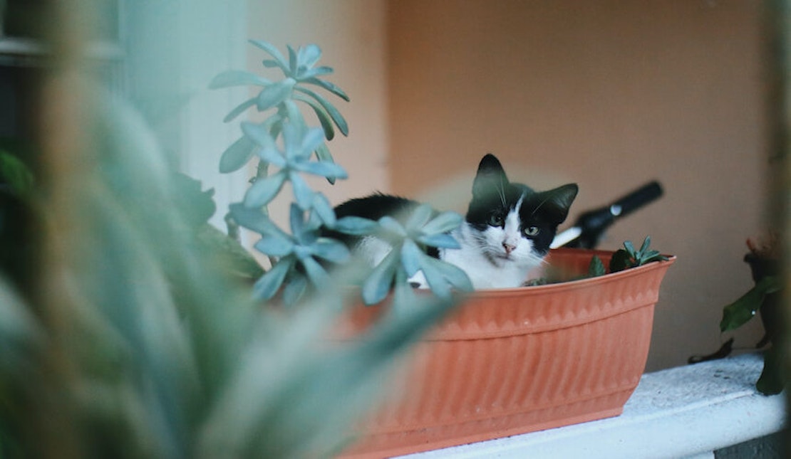 Schwarz-weiße Katze auf Fensterbank