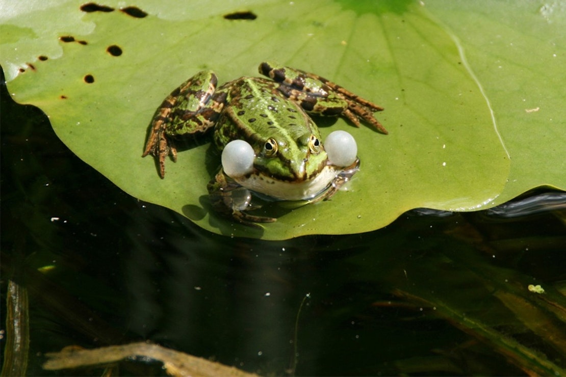 Frosch mit aufgeblähten Backen sitzt auf einem Seerosenblatt im Teich