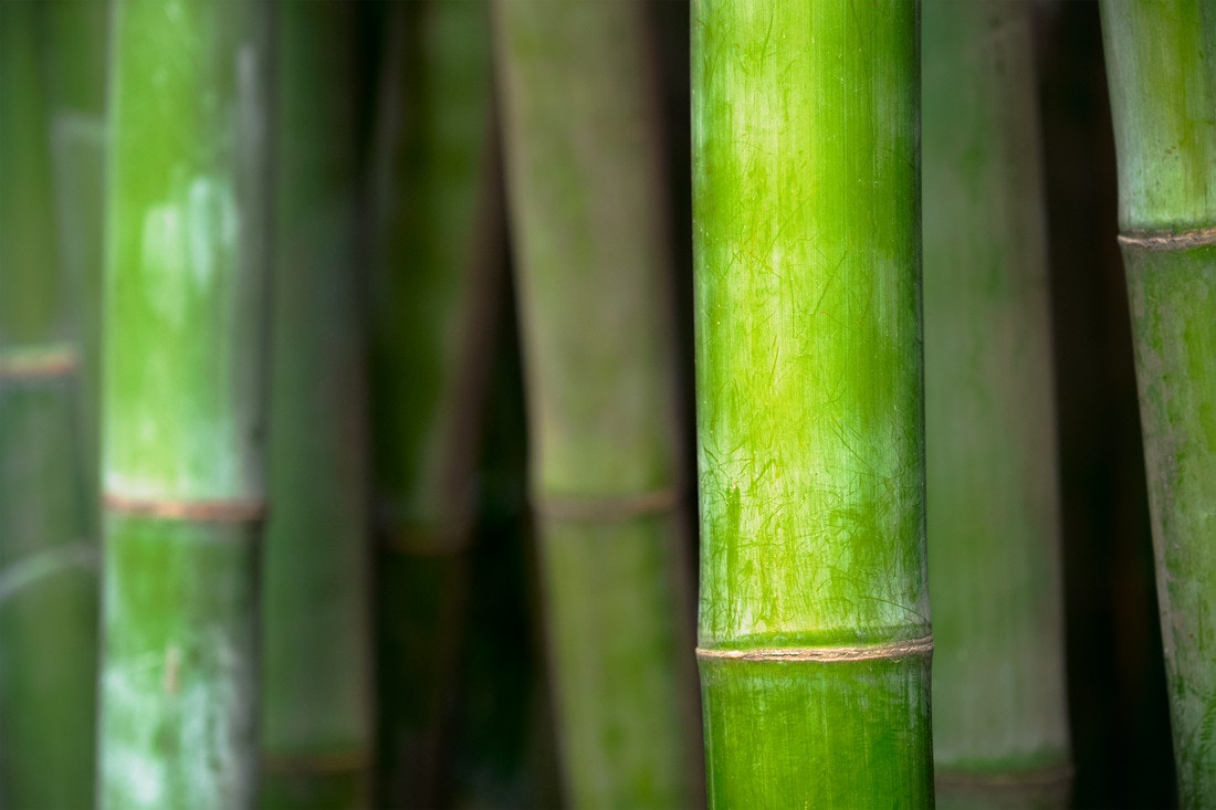 Einzelne Bambushalme in der Nahaufnahme